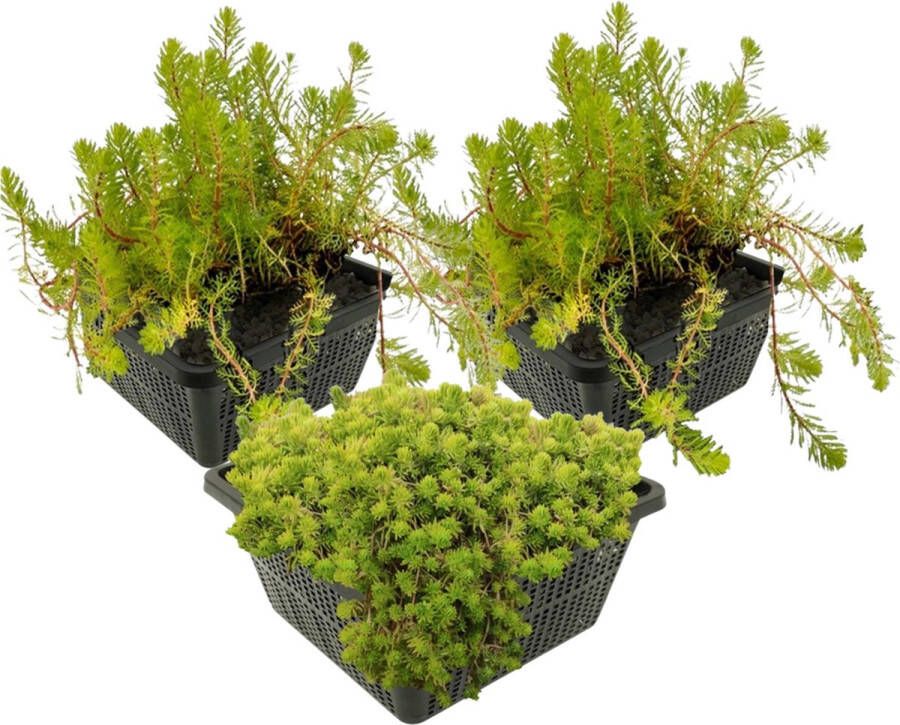 Vdvelde.com Draadalg Bestrijden Plantenfilter Pakket M Voor 1 2 m² 12 planten Plaatsing: -1 tot -20 cm