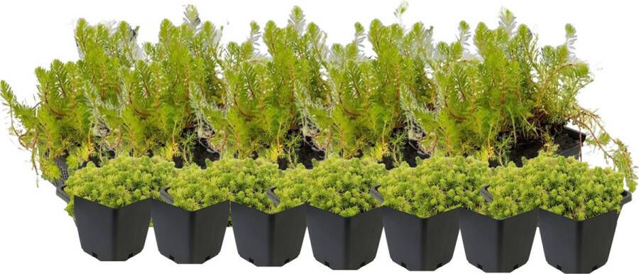 Vdvelde.com Draadalg Bestrijden Plantenfilter Pakket XL Plug & Grow Voor 8 12 m² 96 planten Plaatsing: -1 tot -20 cm