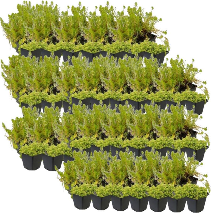 Vdvelde.com Draadalg Bestrijden Plantenfilter Pakket XXL Plug & Grow Voor 16 24 m² 192 planten Plaatsing: -1 tot -20 cm