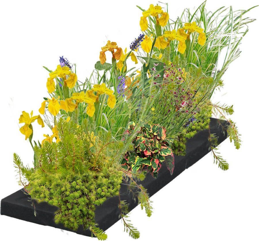Vdvelde.com Drijvend Plantenfilter S 75 cm Waterplanten 12 planten Plaatsing: -10 tot -20 cm