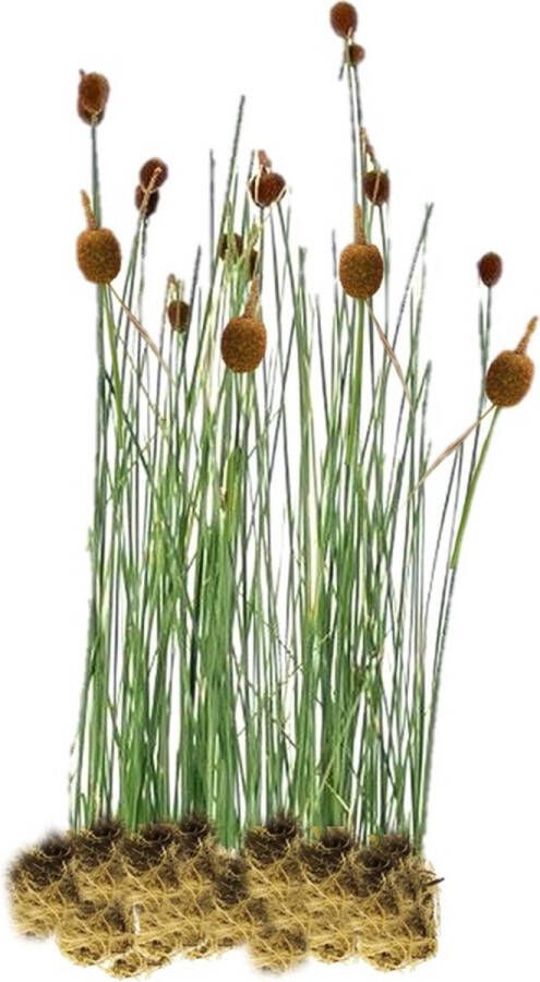 Vdvelde.com Dwerglisdodde 15 stuks Typha Minima Moerasplant (15 per 1 m²) Volgroeide hoogte: 60 cm Plaatsing: -1 tot -10 cm