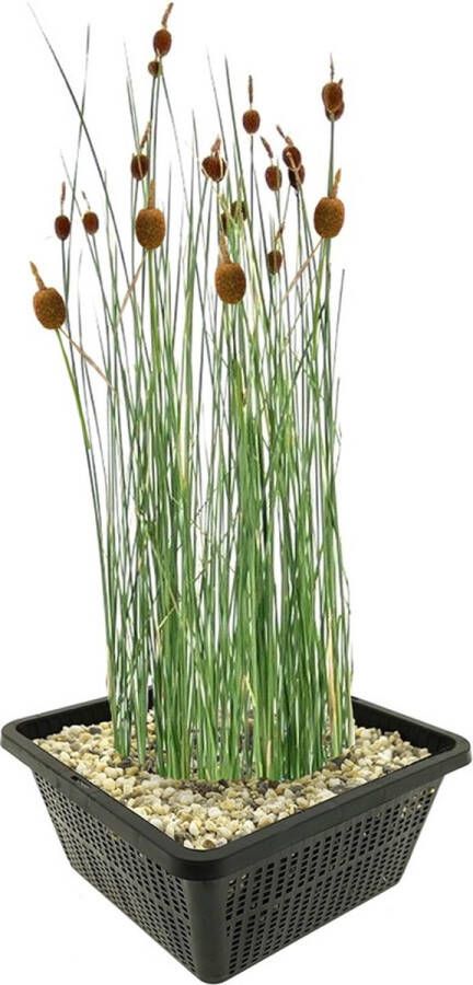 Vdvelde.com Dwerglisdodde 4 stuks Typha Minima Moerasplant Volgroeide hoogte: 60 cm Plaatsing: -1 tot -10 cm