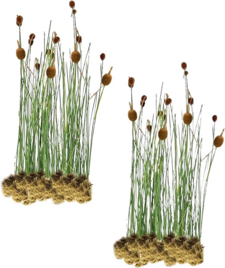 VanderVeldeWaterplanten.nl VDVELDE Dwerglisdodde Typha Minima Voor ca. 2 5 m² 30 losse filterplanten Voor vijver plantenfilters Winterharde Vijverplanten Van der Velde Waterplanten