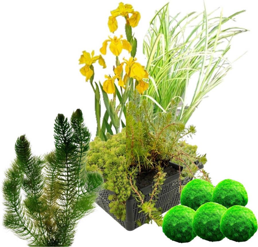 Vdvelde.com Filter Plant Set + Zuurstofplanten tegen Algen Filterende waterplanten 11 planten Plaatsing: -10 tot -20 cm