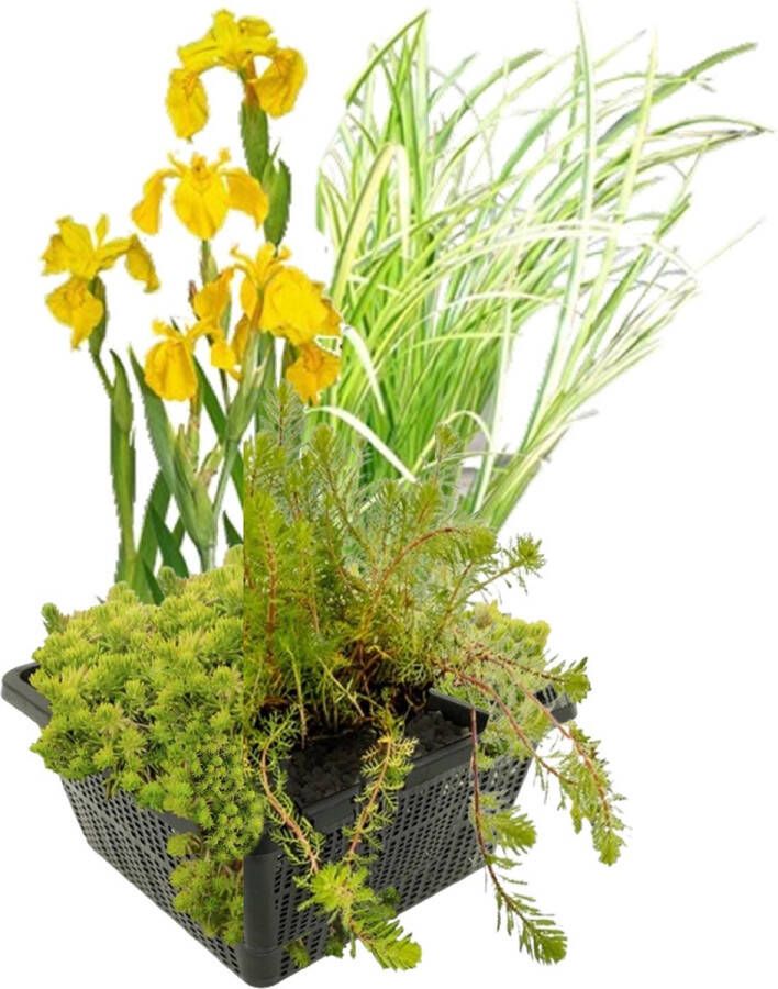 Vdvelde.com Filterplanten set 4 waterplanten 4 planten Plaatsing: -10 tot -20 cm