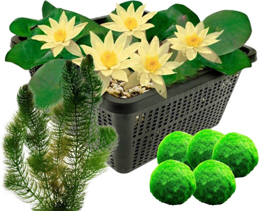 Vdvelde.com Gele dwergwaterlelie + Zuurstofplanten tegen Algen Combi set 8 planten Plaatsing: -1 tot -40 cm