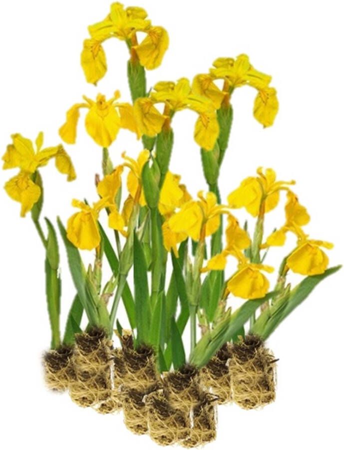 Vdvelde.com Gele Lis 15 stuks Iris Pseudacorus Moerasplant (15 per 1 m²) Volgroeide hoogte: 80 cm Plaatsing: -1 tot -10 cm