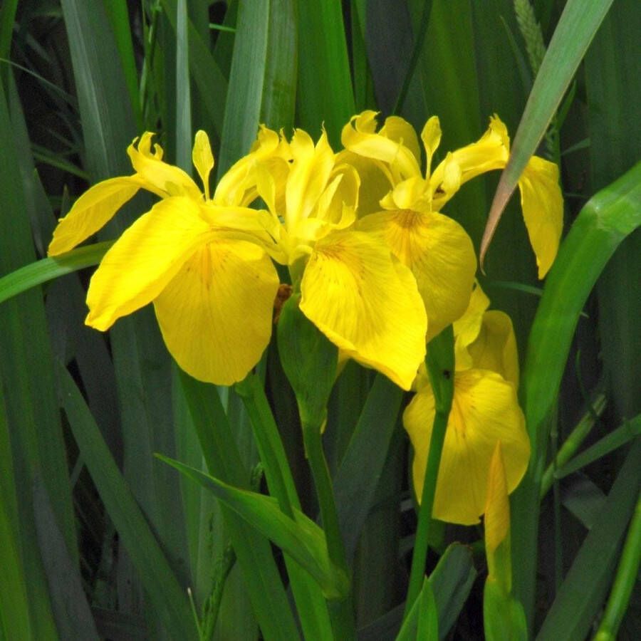 Vdvelde.com Gele Lis Iris Pseudacorus Voor ca. 2 5 m² 30 losse filterplanten Voor vijver plantenfilters Winterharde Vijverplanten Van der Velde Waterplanten