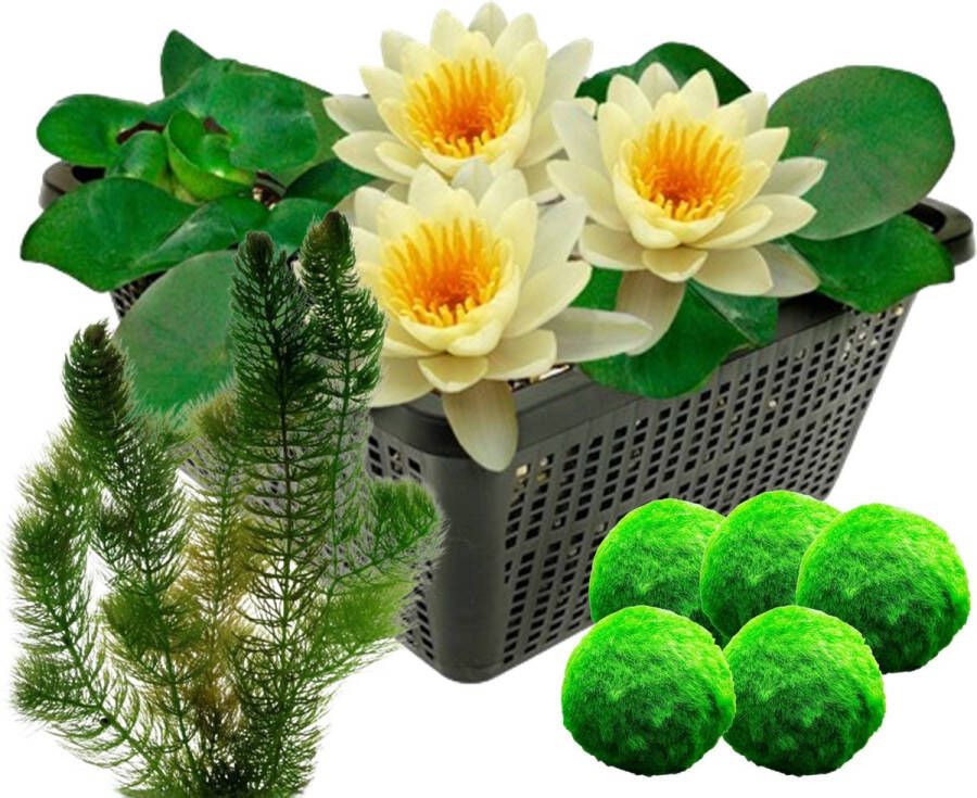 Vdvelde.com Gele waterlelie + Zuurstofplanten Combi set 8 planten Plaatsing: -1 tot -100 cm