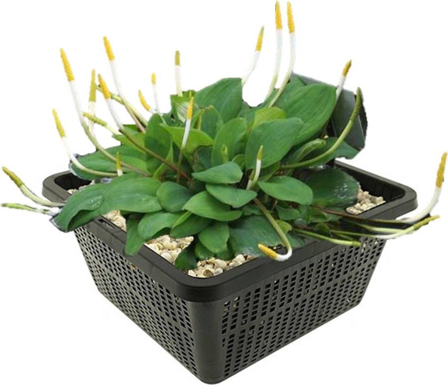 Vdvelde.com Goudknots 4 stuks Orontium Aquaticum Waterplant Volgroeide hoogte: 40 cm Plaatsing: -1 tot -20 cm