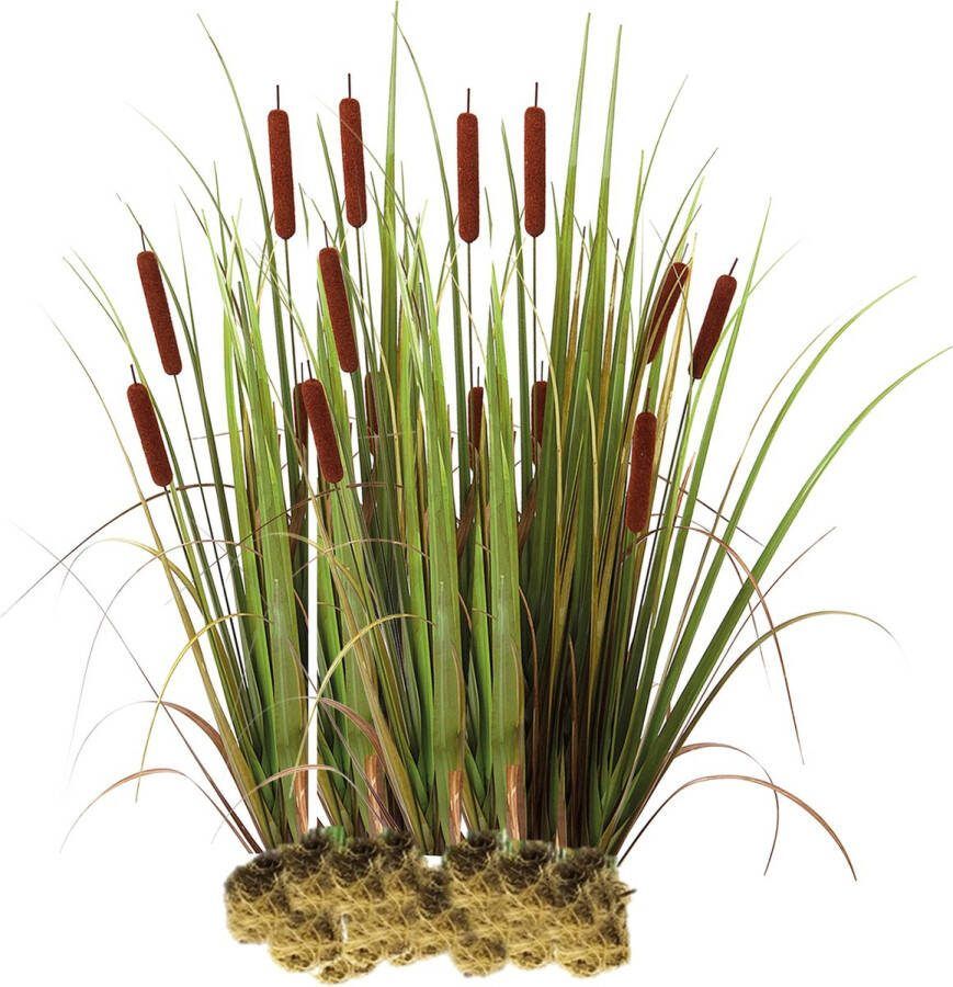 Vdvelde.com Grote Lisdodde 15 stuks Typha Latifolia Waterplant (15 per 1 m²) Volgroeide hoogte: 120 cm Plaatsing: -1 tot -20 cm