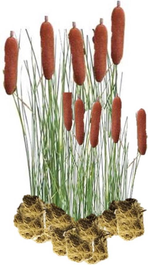 Vdvelde.com VDVELDE Grote Lisdodde Typha Latifolia Voor ca. 2 5 m² 30 losse filterplanten Voor vijver plantenfilters Winterharde Vijverplanten Van der Velde Waterplanten