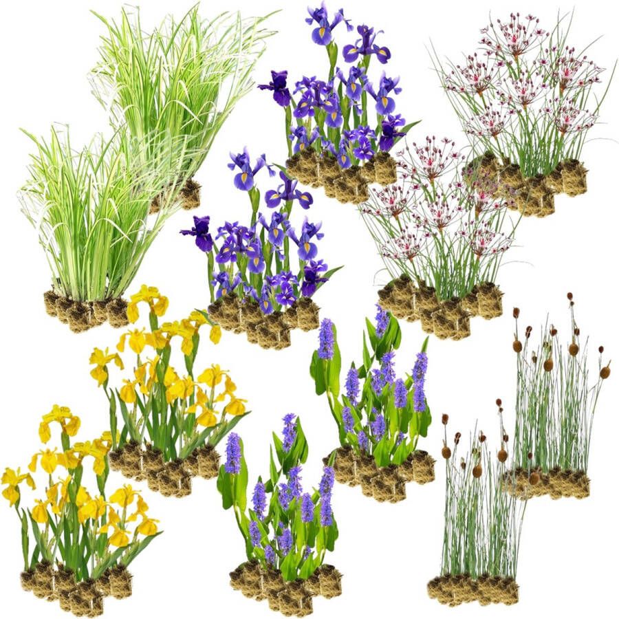 Vdvelde.com VDVELDE Helofytenfilter Mix Voor ca. 10 m² 120 losse filterplanten 4 soorten Voor vijver Moerasfilters Winterharde plantenfilter planten Van der Velde Waterplanten