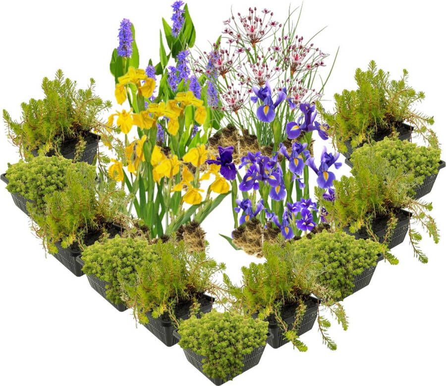 Vdvelde.com VDVELDE Helofytenfilter Mix Voor ca. 10 m² 168 losse filterplanten 6 soorten Voor vijver Moerasfilters Winterharde plantenfilter planten Van der Velde Waterplanten