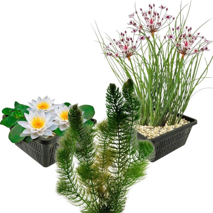 Vdvelde.com Inheemse Vijverplanten 7 stuks Witte Waterlelie Hoornblad Zwanenbloem Combi set Manden en losse planten Plaatsing: -1 tot -100 cm