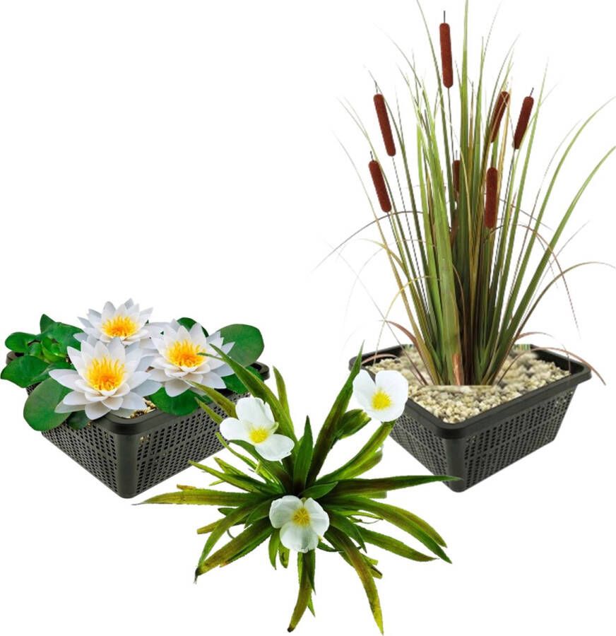 Vdvelde.com Inheemse Waterplanten 11 stuks Witte Waterlelie Krabbescheer Lisdodde Combi set 11 planten Plaatsing: -1 tot -40 cm