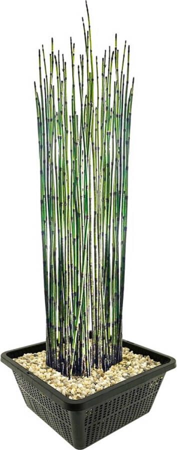 Vdvelde.com Japanse Holpijp 4 stuks Equisetum Japonicum Waterplant Volgroeide hoogte: 120 cm Plaatsing: -1 tot -20 cm