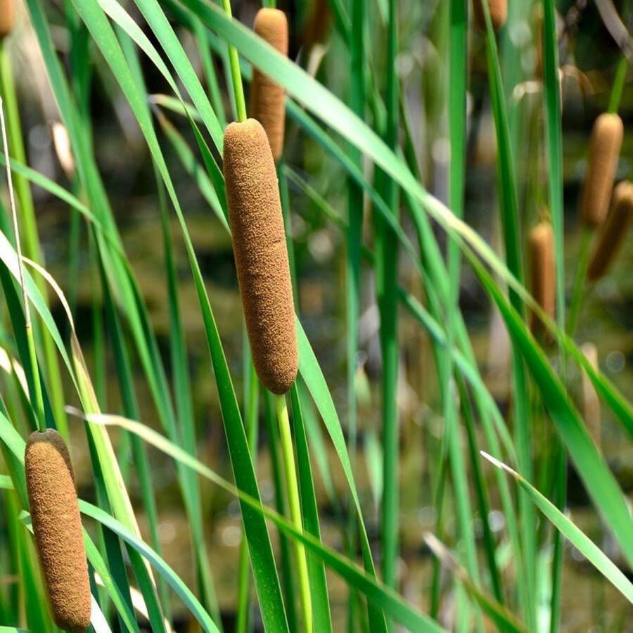 VanderVeldeWaterplanten.nl VDVELDE Kleine lisdodde 2000 stuks Voor grote aanplant projecten Van der Velde Waterplanten