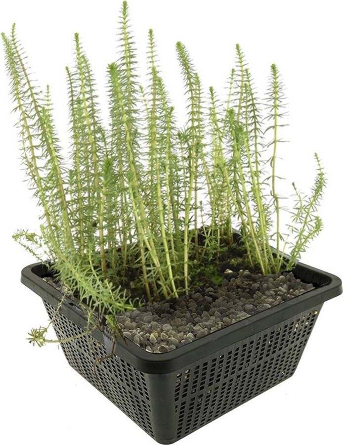 Vdvelde.com Lidsteng 4 stuks Hippuris Vulgaris Zuurstofplant Volgroeide hoogte: 30 cm Plaatsing: -1 tot -20 cm