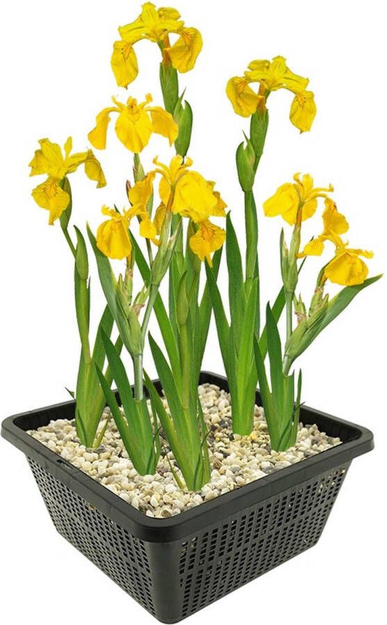 VanderVeldeWaterplanten.nl VDVELDE Lis Geel Gele Lis Iris Pseudacorus Iris Bloem 4 stuks Winterharde Vijverplanten + Vijvermand Van der Velde Waterplanten