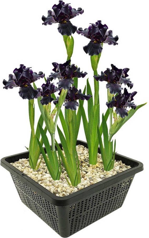 Vdvelde.com Lis Paars Paarse Wateriris Iris Louisiana Black Gamecock Iris Plant 4 stuks + Vijvermand Winterharde Vijverplanten Van der Velde Waterplanten