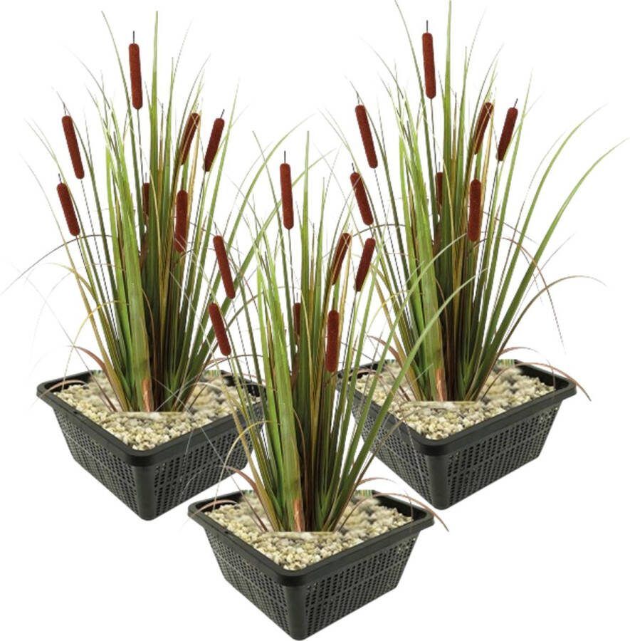 Vdvelde.com Lisdodde 12 stuks Typha Latifolia Waterplant Volgroeide hoogte: 120 cm Plaatsing: -1 tot -20 cm