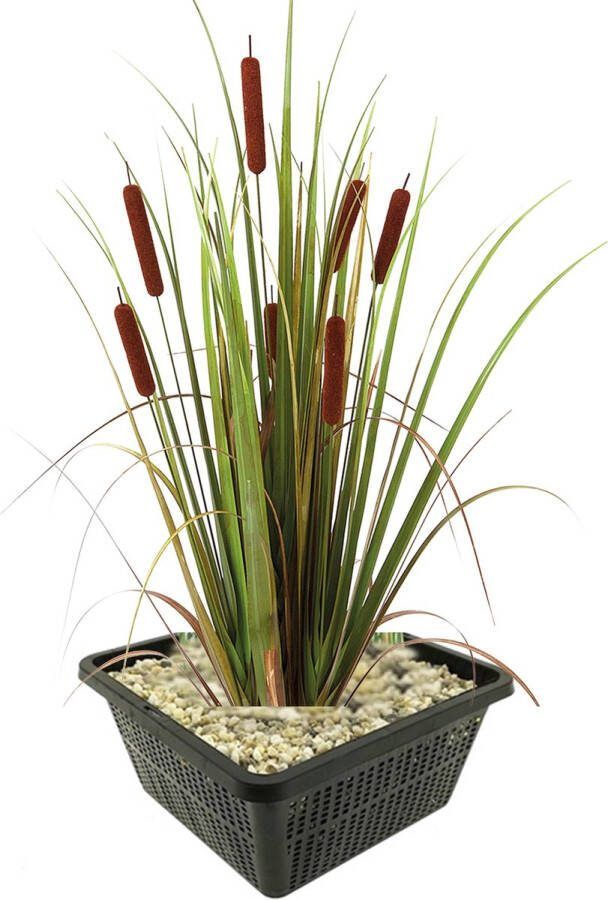 Vdvelde.com Lisdodde 4 stuks Typha Latifolia Waterplant Volgroeide hoogte: 120 cm Plaatsing: -1 tot -20 cm