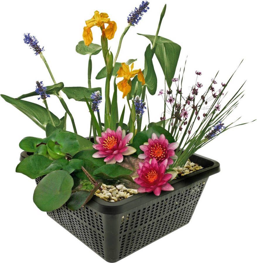 Vdvelde.com Mini Vijver Planten Set Winterhard Rood 1 Rode Waterlelie en 3 Bloeiende Waterplanten Inclusief Vijvermand Klei Afdekgrind en Vijverplanten voeding Van der Velde Waterplanten