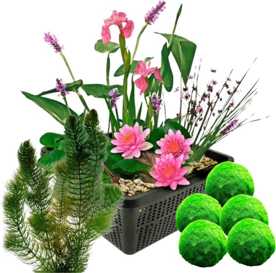 Vdvelde.com Mini vijverset Roze + Zuurstofplanten tegen Algen Voor 25 100 L 11 planten Plaatsing: -10 tot -20 cm