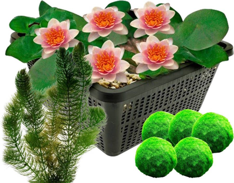 Vdvelde.com Mini Waterlelie Zalm Nymphaea Pygmaea Aurora + Zuurstofplanten tegen Algen Combi set 8 planten Plaatsing: -1 tot -40 cm