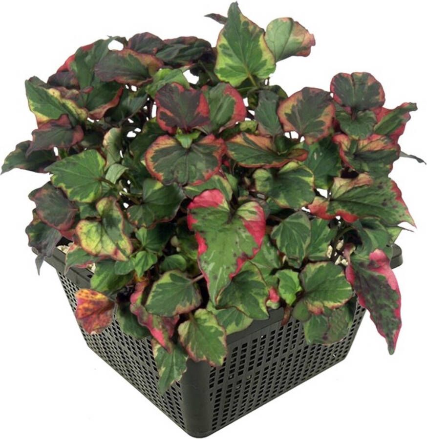 Vdvelde.com Moerasanemoon 4 stuks Houttuynia Cordata Chameleon Moerasplant Volgroeide hoogte: 40 cm Plaatsing: -1 tot -10 cm