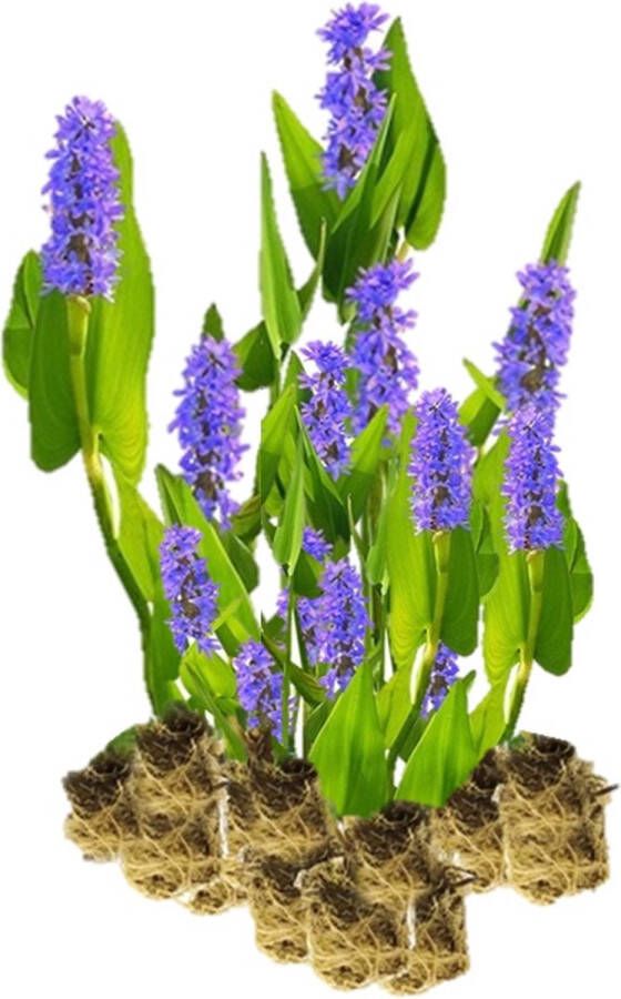 Vdvelde.com Moerashyacint Snoekkruid 15 stuks Pontederia Cordata Waterplant (15 per 1 m²) Volgroeide hoogte: 80 cm Plaatsing: -1 tot -20 cm