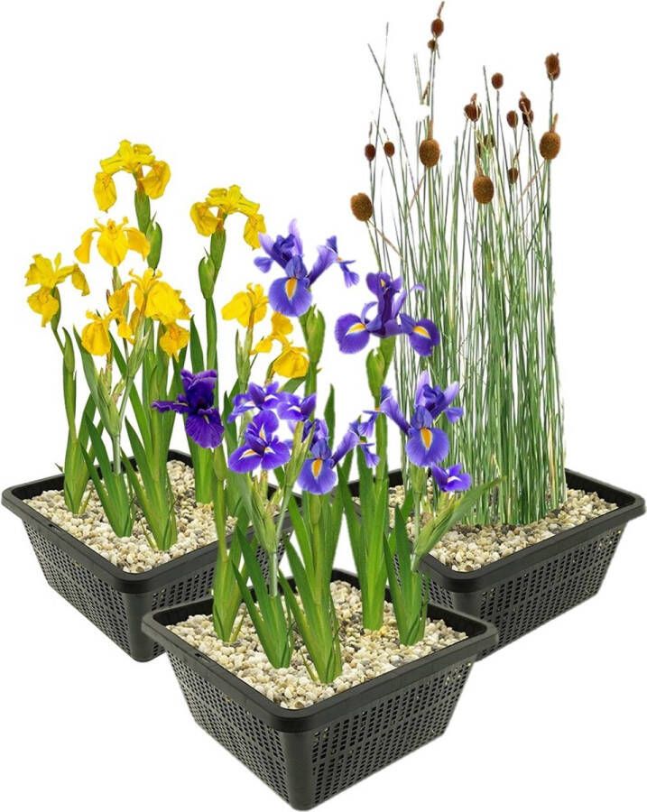 Vdvelde.com Moerasplanten Set M Combi set 12 planten Plaatsing: -1 tot -10 cm