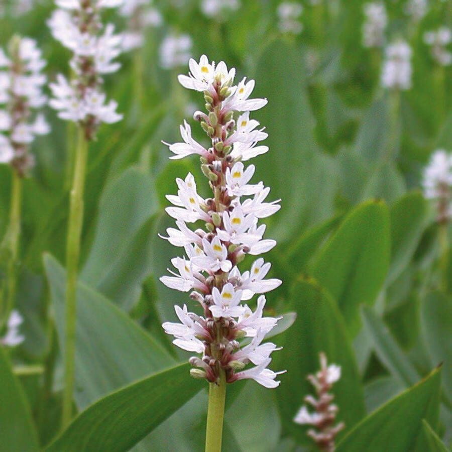 Moerings waterplanten Wit snoekkruid (Pontederia cordata “alba”) moerasplant (6-stuks)