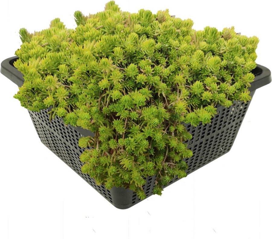 Vdvelde.com Naaldkruid 4 stuks Crassula Recurva Zuurstofplant Volgroeide hoogte: 10 cm Plaatsing: -1 tot -80 cm