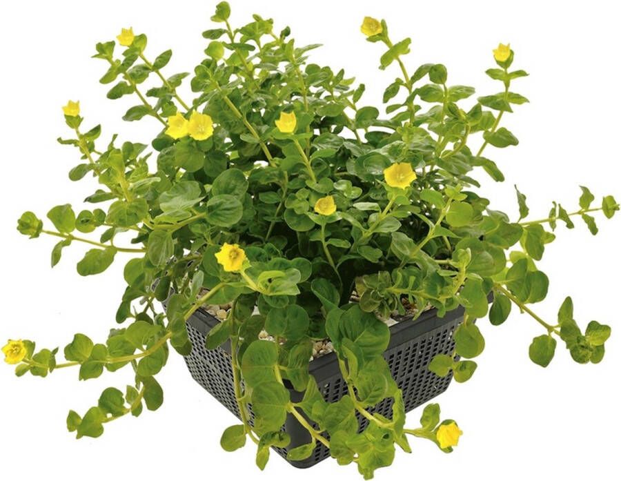 Vdvelde.com Penningkruid 4 stuks Lysimachia Nummularia Moerasplant Volgroeide hoogte: 10 cm Plaatsing: -1 tot -10 cm