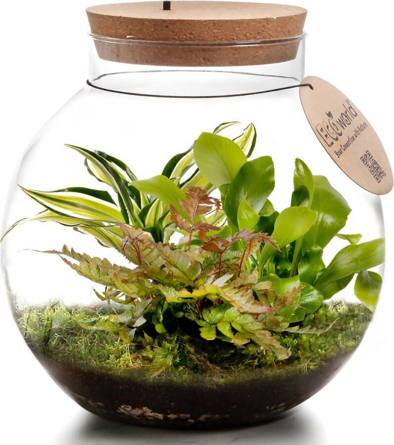 Vdvelde.com Planten in glazen pot met verlichting Ecoworld Jungle Biodome Compleet planten terrarium pakket 3 Varen Planten Bolvormig glas Hoogte 25 cm