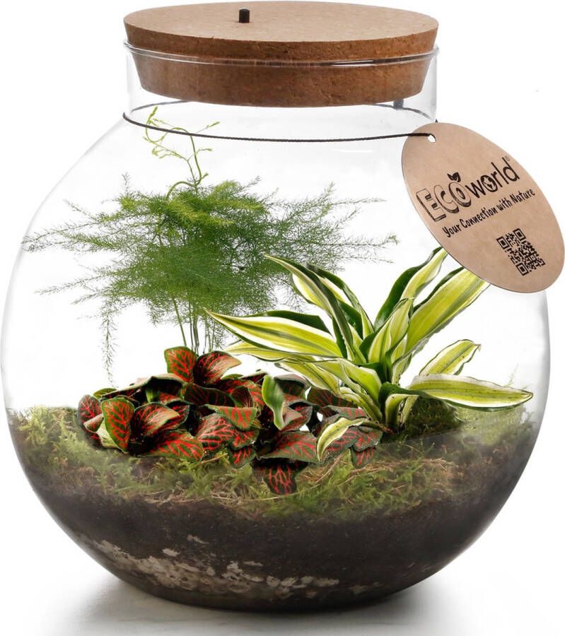 Vdvelde.com Planten terrarium met verlichting Ecoworld Tropical Biodome Planten in glazen pot 3 gekleurde kamerplanten Planten Bolvormig glas Hoogte 25 cm