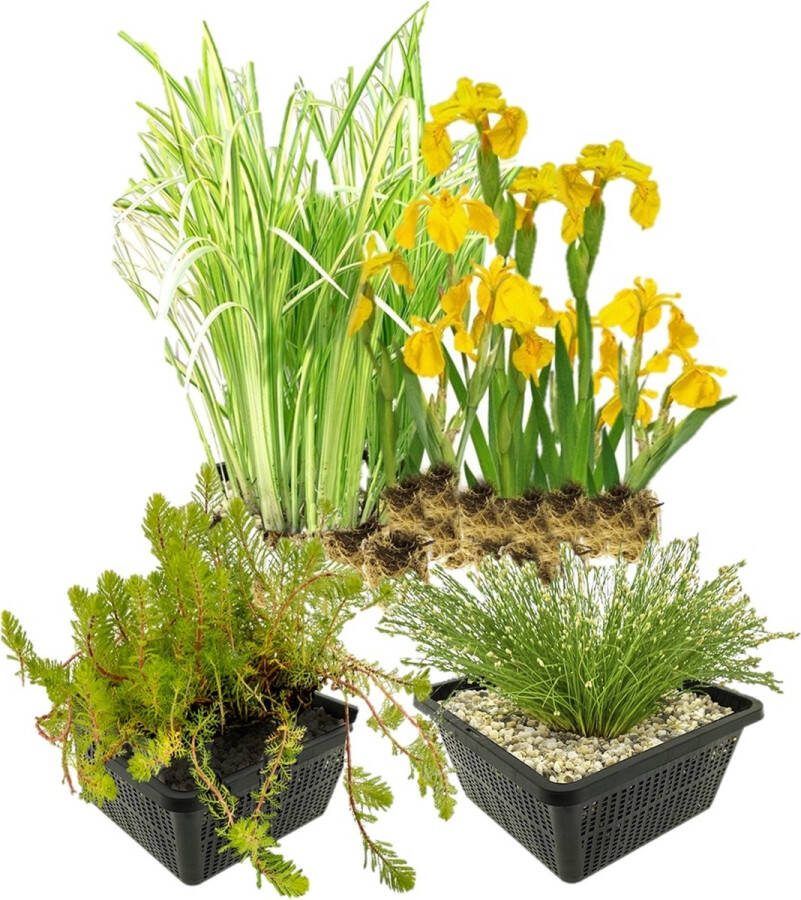 Vdvelde.com Plantenfilter vijver voor een moerasfilter van 2m² 32 Winterharde Vijverplanten Helofytenfilter voor Natuurlijke Waterzuivering Van der Velde Waterplanten
