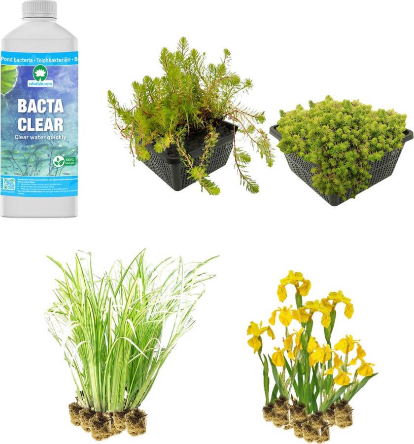 VanderVeldeWaterplanten.nl VDVELDE Plantenfilter vijver voor een moerasfilter van 2m² 32 Winterharde Vijverplanten Helofytenfilter voor Natuurlijke Waterzuivering Van der Velde Waterplanten
