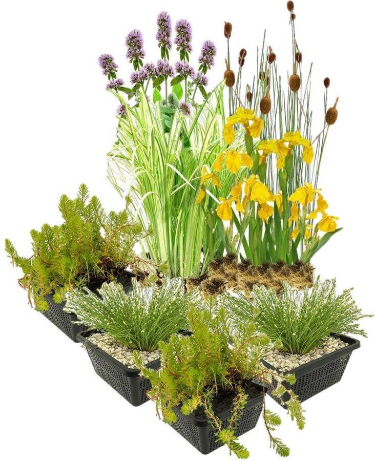 Vdvelde.com Plantenfilter vijver XL voor een moerasfilter van 4m² 64 Winterharde Vijverplanten Helofytenfilter voor Natuurlijke Waterzuivering Van der Velde Waterplanten