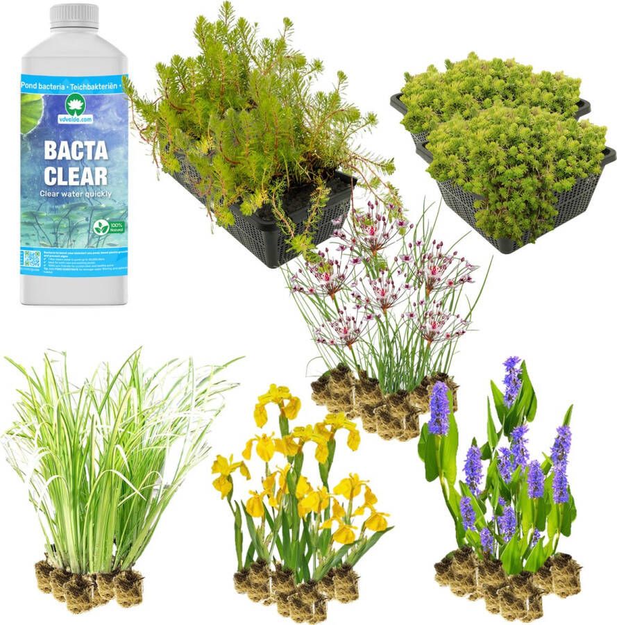 VanderVeldeWaterplanten.nl VDVELDE Plantenfilter vijver XL voor een moerasfilter van 4m² 64 Winterharde Vijverplanten Helofytenfilter voor Natuurlijke Waterzuivering Van der Velde Waterplanten