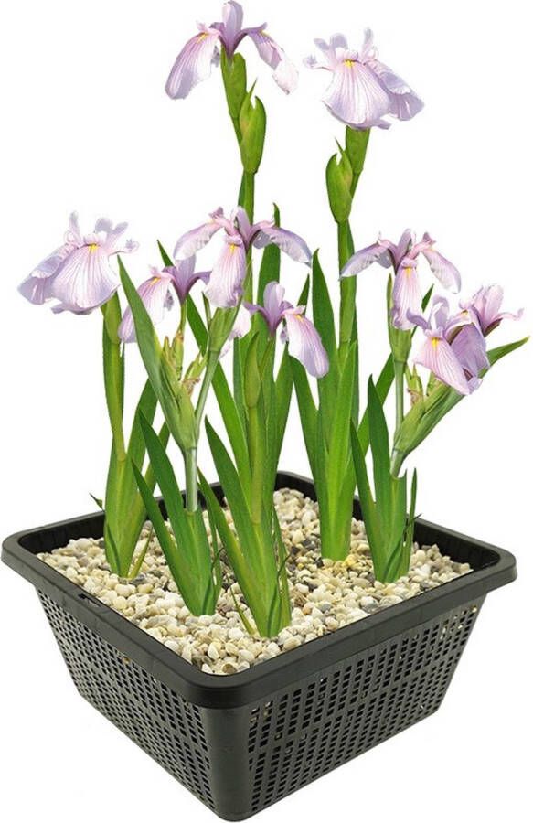 Vdvelde.com Roze Lis 4 stuks Iris Laevigata Rose Queen Moerasplant Volgroeide hoogte: 80 cm Plaatsing: -1 tot -10 cm