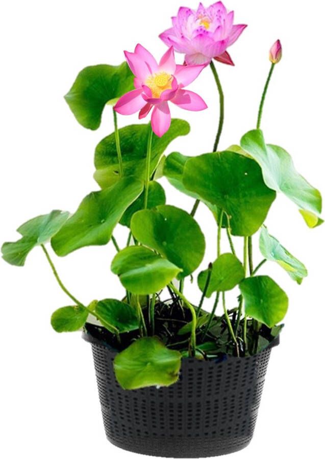 Vdvelde.com Roze Lotus Nelumbo 2 stuks Lotus plant Volgroeide planthoogte: 60 cm Plaatsing: -10 tot -20 cm