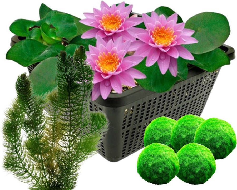 Vdvelde.com Roze waterlelie + Zuurstofplanten Combi set 8 planten Plaatsing: -1 tot -100 cm