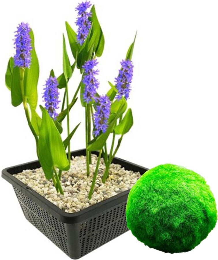 Vdvelde.com Snoekkruid 4 stuks + 5 mosballen Combi set 9 planten Plaatsing: 0 tot -20 cm