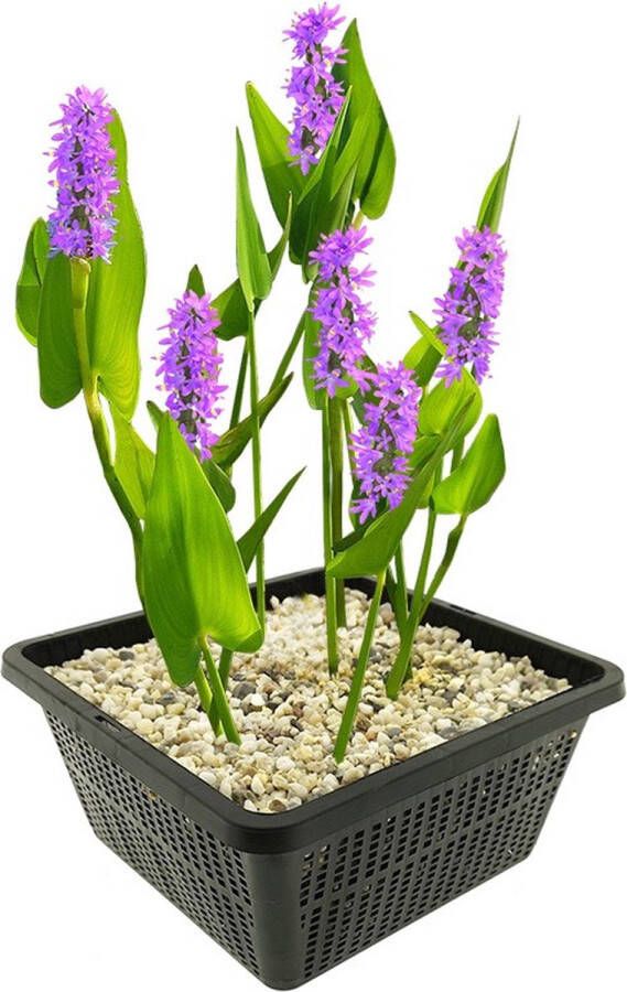 Vdvelde.com Snoekkruid Roze 4 stuks Pontederia Cordata Pink Pons Waterplant Volgroeide hoogte: 80 cm Plaatsing: -1 tot -20 cm