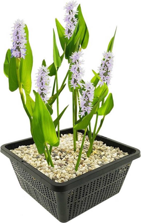 Vdvelde.com Snoekkruid Wit 4 stuks Pontederia Cordata Alba Waterplant Volgroeide hoogte: 80 cm Plaatsing: -1 tot -20 cm