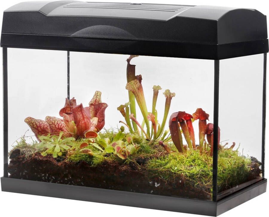 GreenGifts.nl Swampworld Terrarium XL met Lamp Vleesetende Planten Terrarium 5 Verschillende Vleesetende Plant Soorten L39xB21xH31 cm