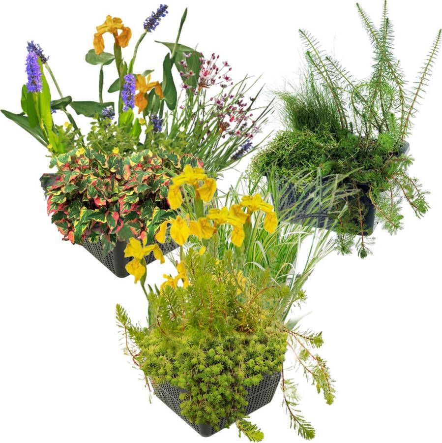 Vdvelde.com Trio Plant Set Filter Zuurstof & Waterplant Waterplanten 12 planten Plaatsing: -10 tot -20 cm